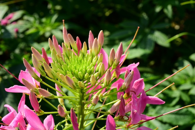 beautiful flowers and green leaves.Green leaves with beautiful sunlight Used as a background image. Colorful flowers With insects.