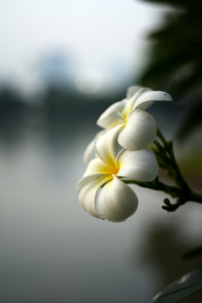 Bei fiori e foglie verdi foglie verdi con bella luce solare usata come immagine di sfondo.