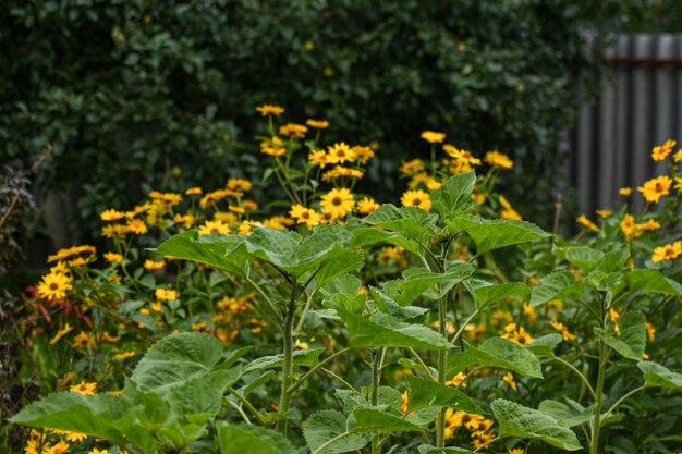 Bellissimi fiori crescono nel giardino estivo