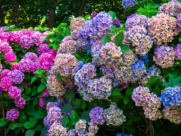 カラフルな公園の美しい花アジサイ ピンクと紫のアジサイ 春の香りで息をする はがき セレクティブ フォーカス