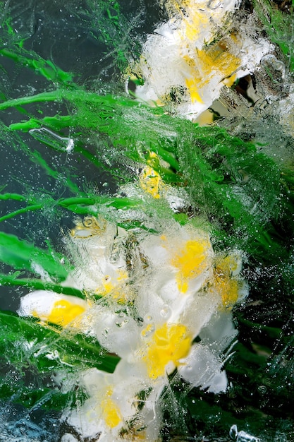 Beautiful flowers in ice