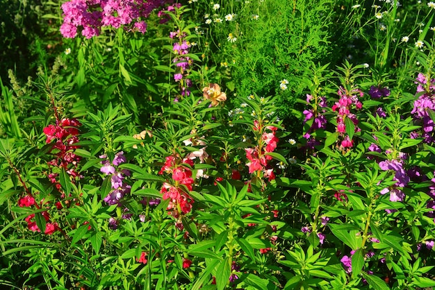 Bellissimi fiori impatiens balsamina sullo sfondo di un prato