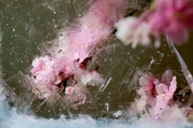 写真 氷の中の美しい花