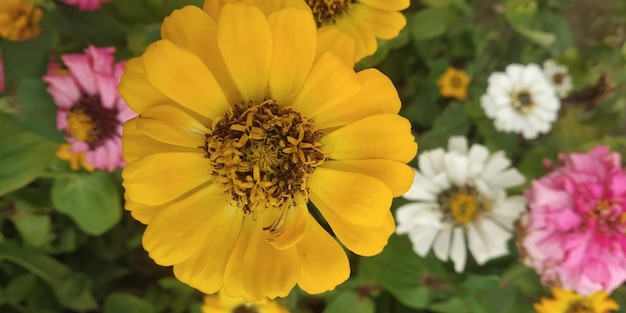 Foto bellissimi fiori del giardino indiano