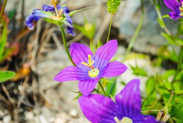 美しい花はいつも休日です