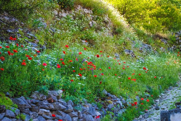 Beautiful flowers is always a holiday