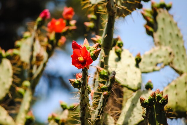 Beautiful flowers is always a holiday