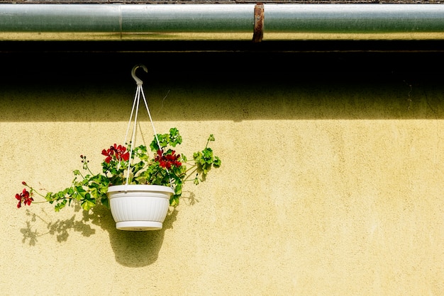 Beautiful flowers is hanging in a pot in outdoor for home decoration. Flowers Concept.