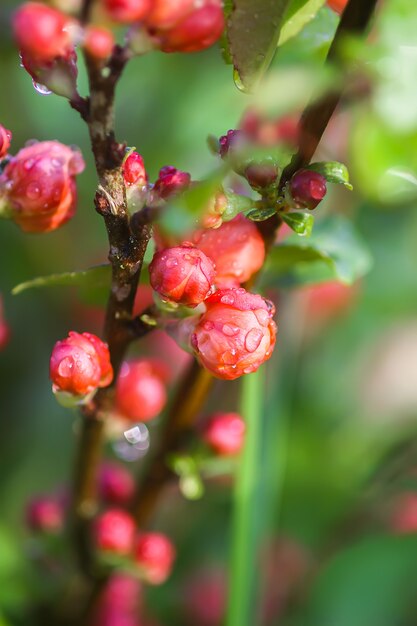 Photo beautiful flowers of the japanese quince plant in blossom in spring garden.