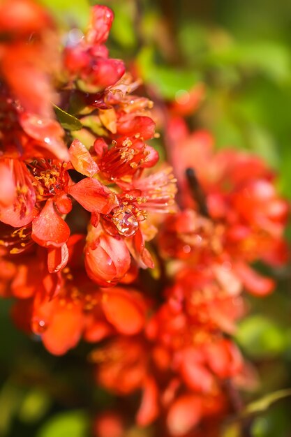 Photo beautiful flowers of the japanese quince plant in blossom in spring garden.