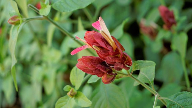 새우 거짓 홉 호놀룰루 샐비어 멕시코 깃털 등으로 알려진 Justicia brandegeeana의 아름다운 꽃