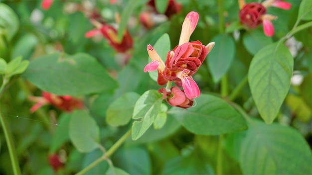 Beautiful flowers of Justicia brandegeeana known as Shrimpplant False hop Honolulu salvia Mexican Plume etc