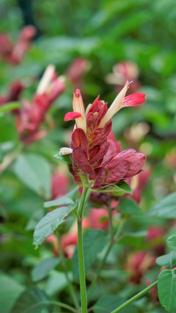 Beautiful flowers of Justicia brandegeeana known as Shrimpplant False hop Honolulu salvia Mexican Plume etc