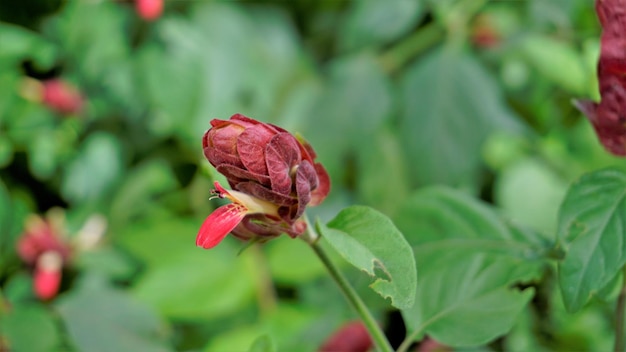 Красивые цветы Justicia brandegeeana, известные как Shrimpplant False hop Honolulu salvia Mexican Plume и т. Д.