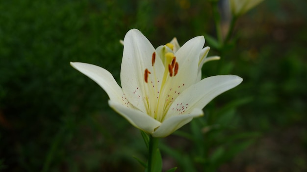 美しい花ユリリリウム心地よい香りの大きな花