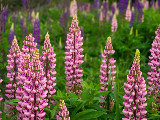 Beautiful flowers of lupine blooms in the meadow.