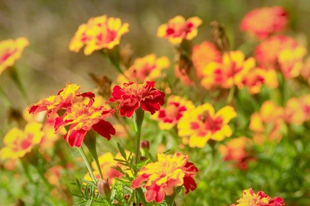 beautiful flowers of marigolds on the bed in Autumn