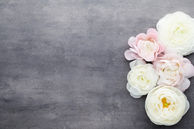 Beautiful flowers, more colored ranunculus on a gray background.