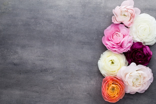 Beautiful flowers, more colored ranunculus on gray.