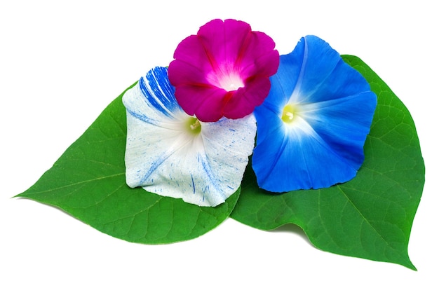 Beautiful flowers of morning glory leaves isolated on white background