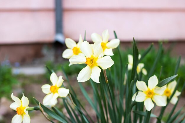 Beautiful flowers of narcissus in the garden