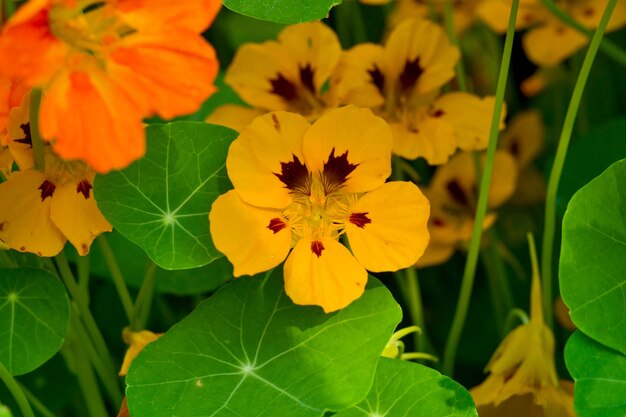 キンレンカの美しい花 庭のキンレンカの植物 夏の明るい花 美しいオレンジ色の花