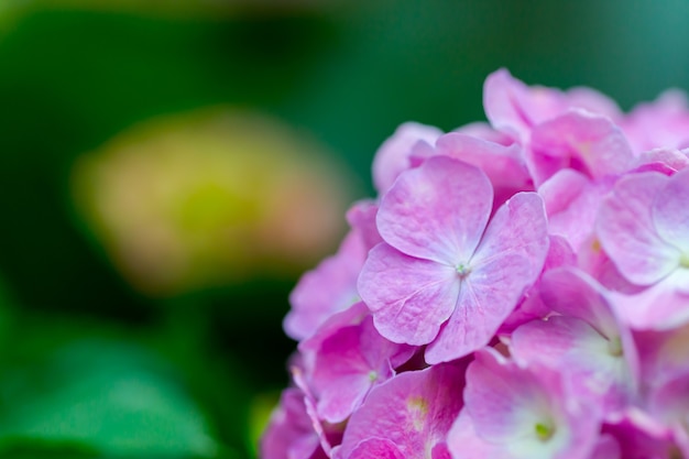 Bei fiori in natura, copia spazio.