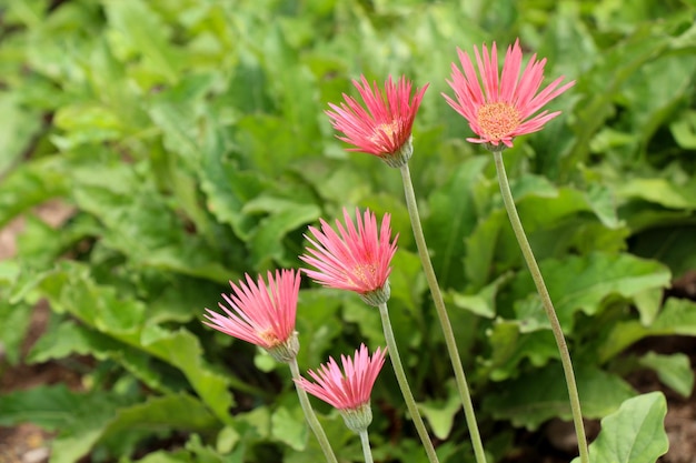 Beautiful flowers in nature