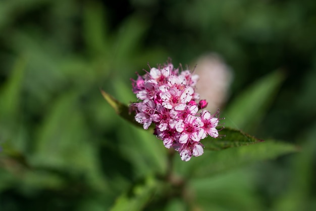 Beautiful flowers in nature