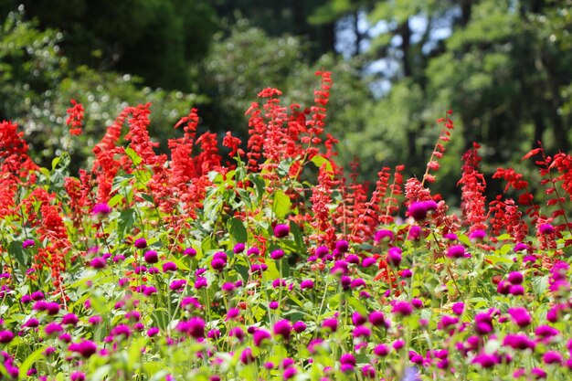 Beautiful flowers in nature