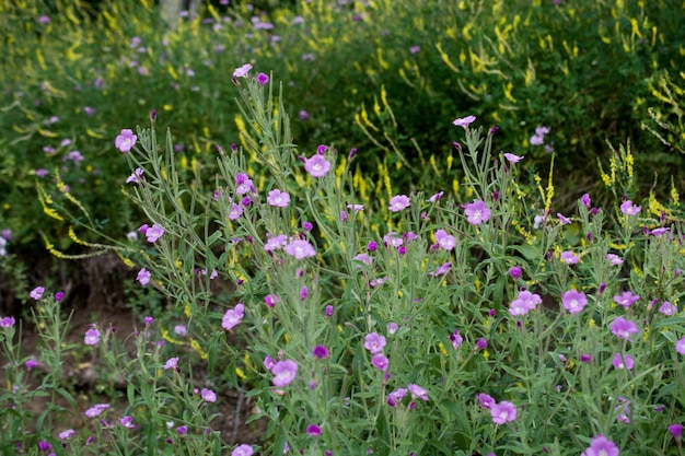 Beautiful flowers in nature