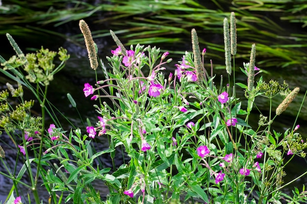 Photo beautiful flowers near the river