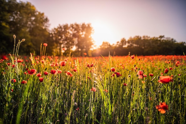 写真 自然のクローズアップの夕方の光の中でポピーの美しい花自然の春夏の風景