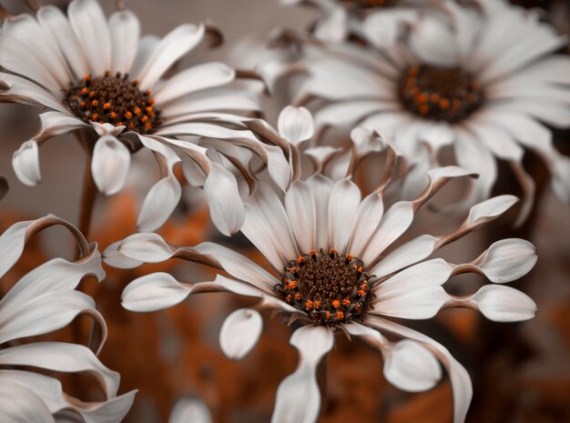 Beautiful flowers Osteospermum close up