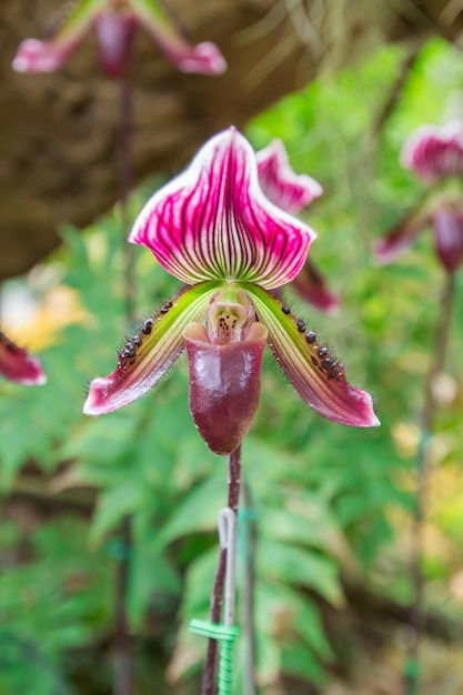 Beautiful flowers of Paphiopedilum orchid