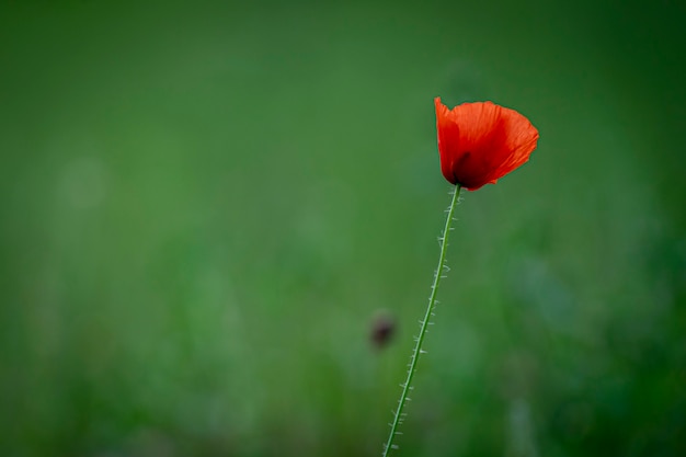 Foto bellissimi fiori nel parco