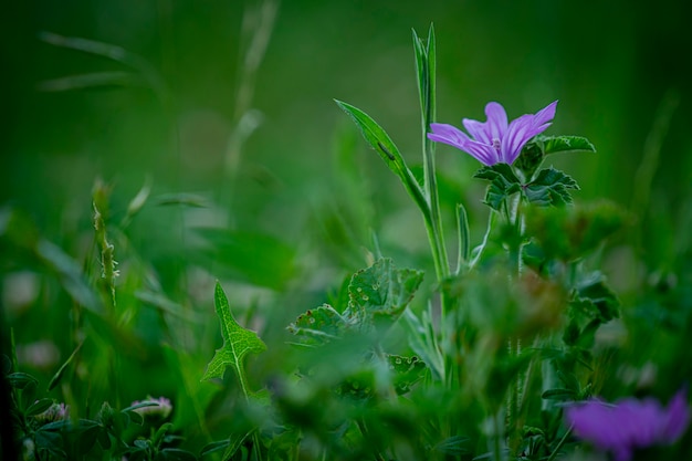 Foto bellissimi fiori nel parco