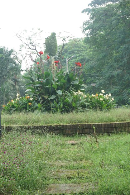 Beautiful flowers in the park