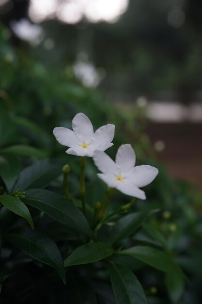 Beautiful flowers in the park