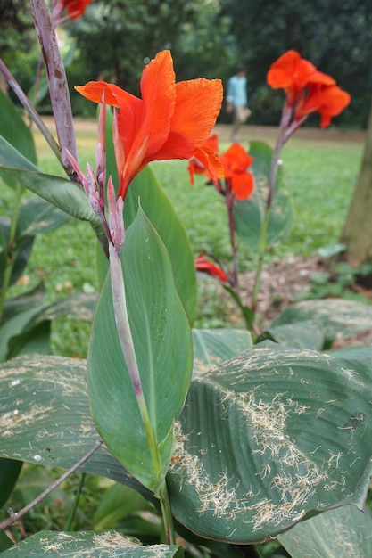 Beautiful flowers in the park