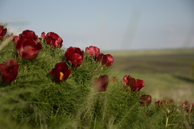 Красивые цветы пионы в природе Ульяновская область Россия