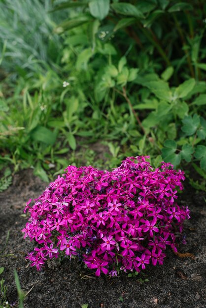 Красивые цветы флоксы шиловидные крупным планом в саду