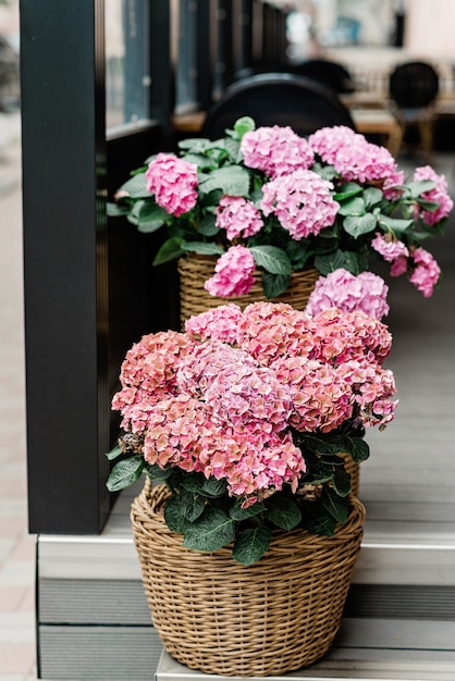 Beautiful flowers of pink hydrangea in a wicker flowerpot on the steps of the facade of a restaurant, flower shop. Gardening. Soft selective focus.