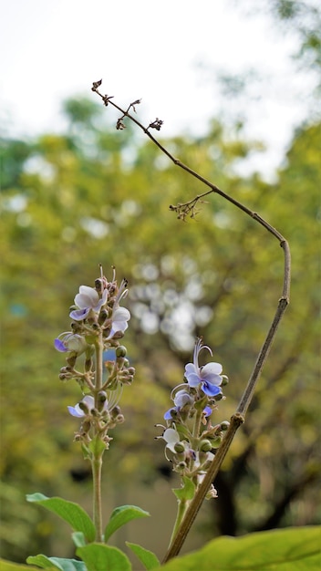 Photo beautiful flowers of plant rotheca serrate known as blue fountain bush plant located in madiwala lake bangalore