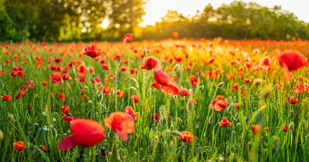 Beautiful flowers of poppies in evening light in nature closeup Natural spring summer landscape