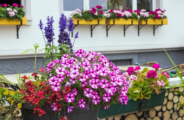 Beautiful flowers in a pot on the street