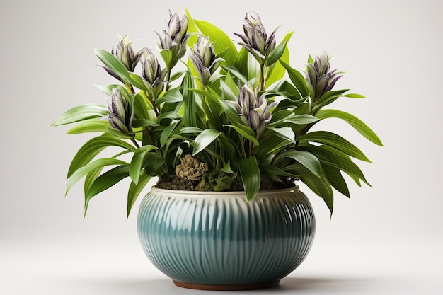 Beautiful flowers in a pot on a white background