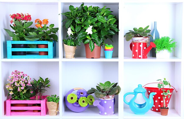 Beautiful flowers in pots on white shelves closeup