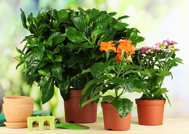 Beautiful flowers in pots on wooden table on natural background