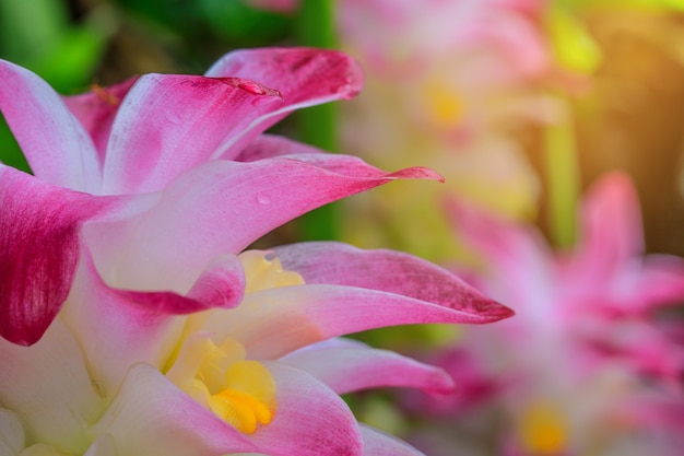 雨の季節に美しい花。